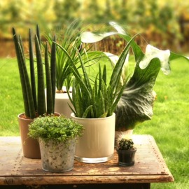 Assortiment de plantes vertes, Soleirolia, Cactus, Aloe, Sanseveria et Platycerium.